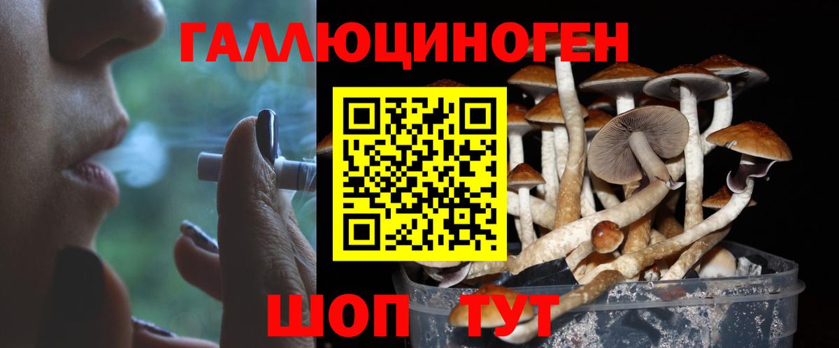 Прокопьевск  Галлюциногенные грибы Psilocybine cubensis  Вход с VPN 